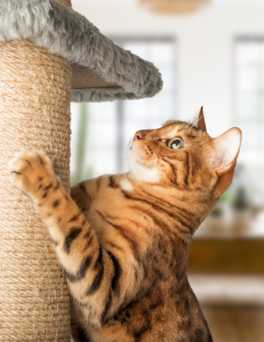 Home_Section1_Image2